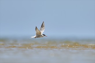 Elegant tern (Thalasseus elegans) flying in the sky above the sea, hunting, ebro delta, Catalonia,