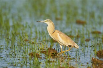 Squacco heron (Ardeola ralloides) in a paddy field, hunting, ebro delta, Catalonia, Spain, Europe