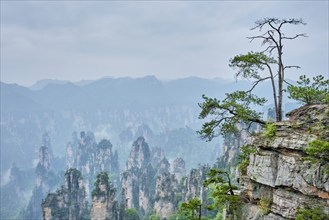 Famous tourist attraction of China, Zhangjiajie stone pillars cliff mountains in fog clouds at