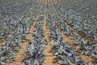 Field with red cabbage (Brassica oleracea convar. capitata var. rubra L.), Southern Palatinate,