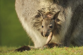 Red-necked wallaby (Macropus rufogriseus) in mother's pouch, young, security, out, look, glimpse,