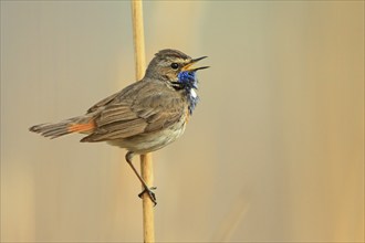 Bluethroat (Luscinia svecica), male, singing in the reeds, Isental, Bavaria, Germany, Europe