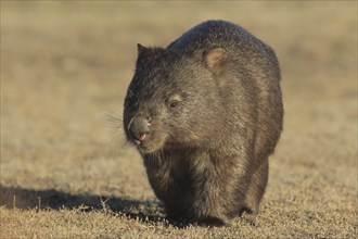 Common wombat (Vombatus ursinus), in evening light, running head-on towards photographer, Tasmania,