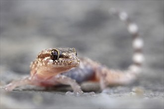 Mediterranean house gecko (Hemidactylus turcicus) half-fingered gecko, portrait, with erect tail,