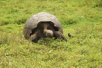 Giant tortoise eating grass in Galapagos, Ecuador, South America