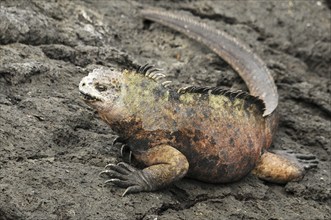 Sea lizard on lava rock in Galapagos, Ecuador, South America