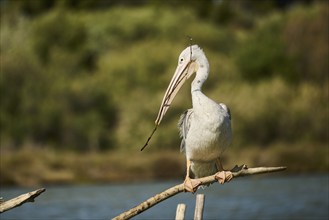 Great white pelican (Pelecanus onocrotalus) sitting, France, Europe