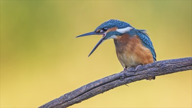 Common kingfisher (Alcedo atthis) Young bird, male, preening, threatening, plumage care, Middle