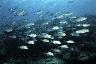 Shoal of bigeye mackerel bigeye trevally (Caranx sexfasciatus) Spiny mackerel swimming over