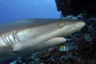 Close-up of head of grey reef shark (Carcharhinus amblyrhynchos) has mouth slightly open swimming