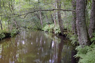 Typical flowing watercourse, river Örtze with alder marsh, Südheide nature park Park, Lüneburg