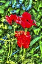 Oil painting, bright flowers, red blossom, poppy (Papaver), flowers creative, different plants