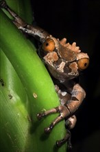 Spiny-headed Tree Frog, Crowned Tree Frog (Anotheca spinosa) on leaf at night, Costa Rica, Central