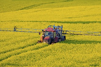 Tractor with field sprayer spraying oilseed rape (Brassica napus) with pesticides in the spring