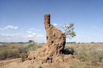 Aboveground termite mound, Macrotermitinae in the savannah in Ethiopia, East Africa