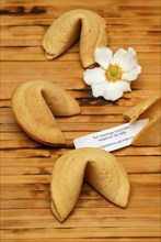 Fortune cookies and autumn anemone (Anemone japonica), asian lucky charms, surprise, pastry