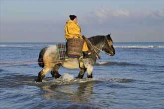 Horse fishermen catching Brown shrimp (Crangon crangon), Koksijde, North Sea coast, province of