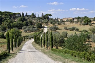 Cypress avenue near Palazzo Massaini, near Pienza, Val d'Orcia, Orcia Valley, Tuscany, Italy,