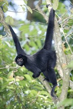 Black red-faced spider monkey (Ateles paniscus)