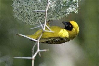 African Masked Weaver (Ploceus velatus), male, at nest, South_Africa