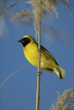 African Masked Weaver (Ploceus velatus), male, South_Africa