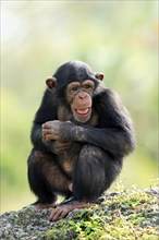 Chimpanzee (Pan troglodytes), young, Africa