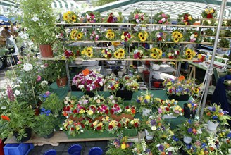 Flower stall, market, Mannheim, Baden-Württemberg, Germany, flower stall on weekly market market,