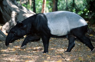 Malayan tapir (Tapirus indicus), lateral view