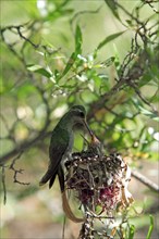 Broad-billed Hummingbird (Cynanthus latirostris), female feeding chicks at nest, Arizona, USA,