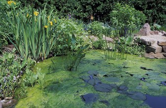 Garden pond with green algae, Germany (Chlorophyta) /