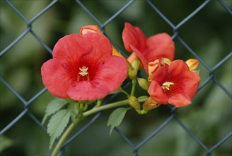 Trumpet Creeper blossoms at fence (Campsis x tagliabuana), Trumpet flower, blossoms at fence