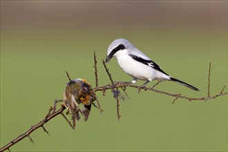 Great Grey Shrike, with captured Robin, Lower Saxony, Germany (Lanius excubitor)