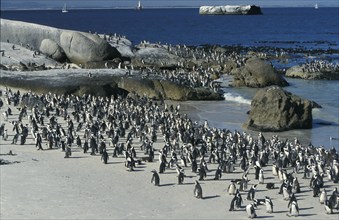 African penguin (Spheniscus demersus), Boulders Beach, South Africa, Africa