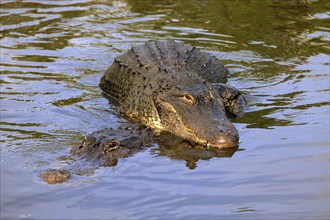 American alligator (Alligator mississippiensis), pair, mating, Florida, USA, North America