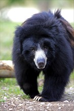 Sloth Bear (Melursus ursinus), male (Ursus ursinus)