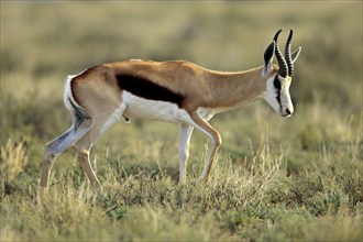 Springbok, male, Mountain Zebra National Park, South Africa (Anitdorcas marsupialis), antelope,