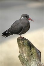 Inca tern (Larosterna inca)