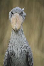 Shoebill (Balaeniceps rex), portrait, view, frontal, Balaenicipitidae, copepods, Pelecaniformes,