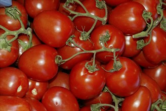 Tomatoes (Solanum lycopersicum)