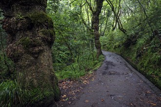 PR11 Vereda dos Balcões hiking trail through laurel forest to the Miradouro Balcoes viewpoint,