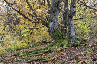 Old copper beeches (Fagus sylvatica) in the Hutewald Halloh, Hesse, Lower Saxony