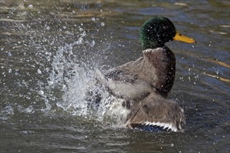 Mallard (Anas platyrhynchos), Baden-Württemberg, Germany, Europe