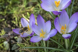 Honey bee (Apis) sitting on crocuses (Crocus), crocus, purple, Baden-Württemberg, Germany, Europe