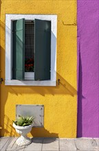 Pink and yellow house facade with window and plant, colourful houses on the island of Burano,