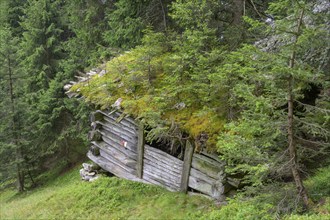 Dilapidated hut with trees on the roof, moss in Passeier, South Tyrol, Italy, Europe