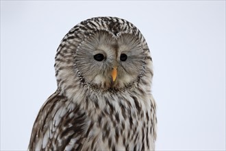 Ural Owl (Strix uralensis), adult, winter, snow, portrait, alert, Bohemian Forest, Czech Republic,