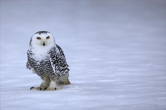 Snowy owl (Nyctea scandiaca), snowy owl, adult, alert, in the snow, foraging, in winter, Bohemian