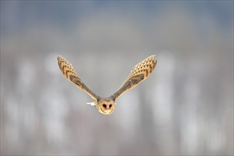 Central European barn owl (Tyto alba guttata), adult, flying, in winter, in snow, Bohemian Forest,