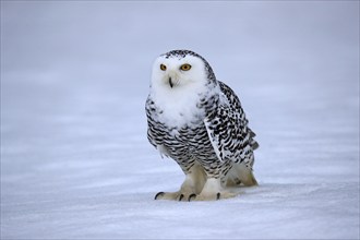 Snowy owl (Nyctea scandiaca), snowy owl, adult, alert, in the snow, foraging, in winter, Bohemian