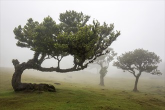 Laurel trees overgrown with moss and plants in the mist, old laurel forest (Laurisilva), stinkwood